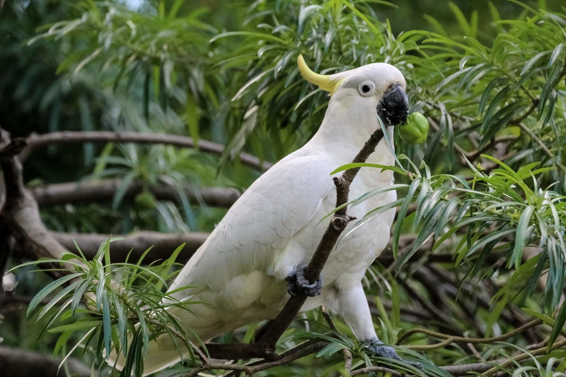 1920x1280 1920x1280 sulphur crested cockatoo windows wallpaper