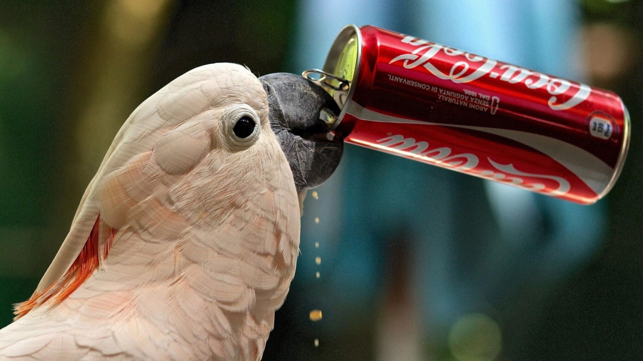 2048x1152 Parrot Drink Coca Cola Wallpaper, Cockatoo, Thirst, Bank, Funny • Wallpaper For You HD Wallpaper For Desktop & Mobile