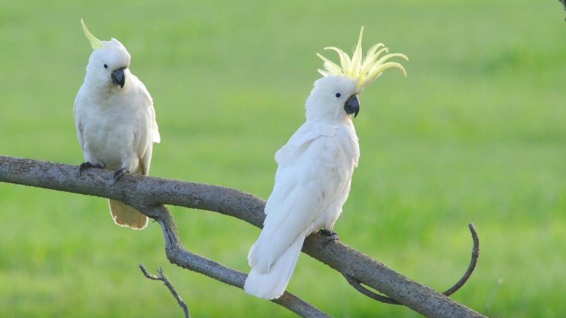 1920x1080 Most viewed Cockatoo wallpaperK Wallpaper