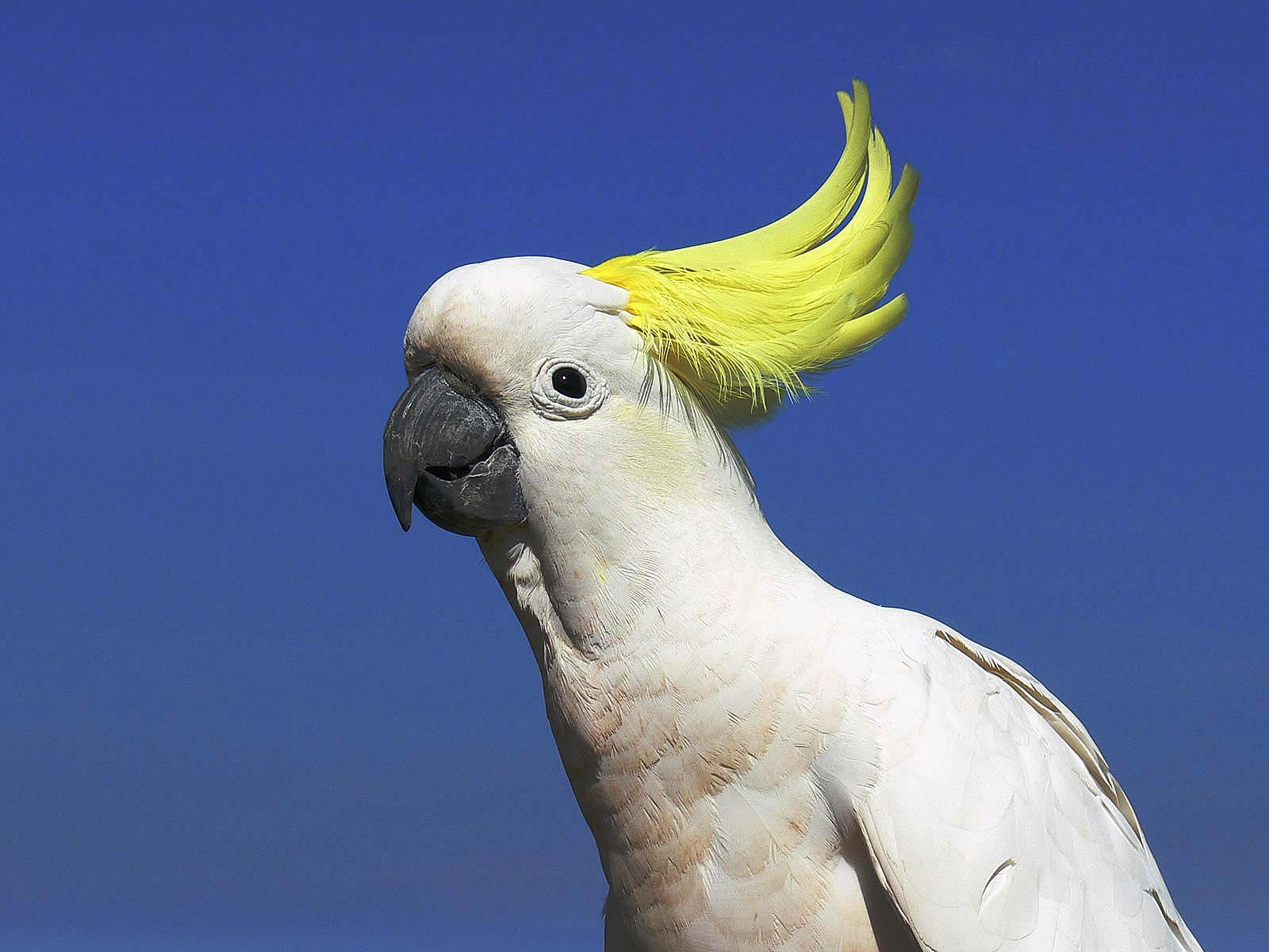 1600x1200 Cockatoo Wallpaper