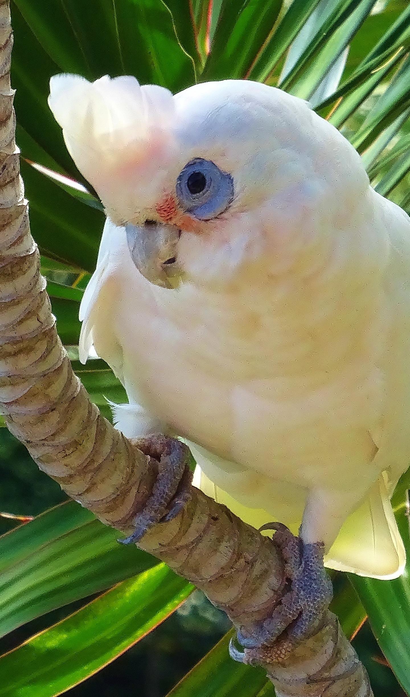 1440x2446 Download 1440x2880 wallpaper white parrot, cockatoo, bird, lg v lg g 1440x2880 HD image, background, 3708