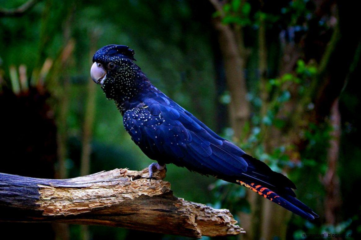 1164x774 Palm Cockatoo Wallpaper