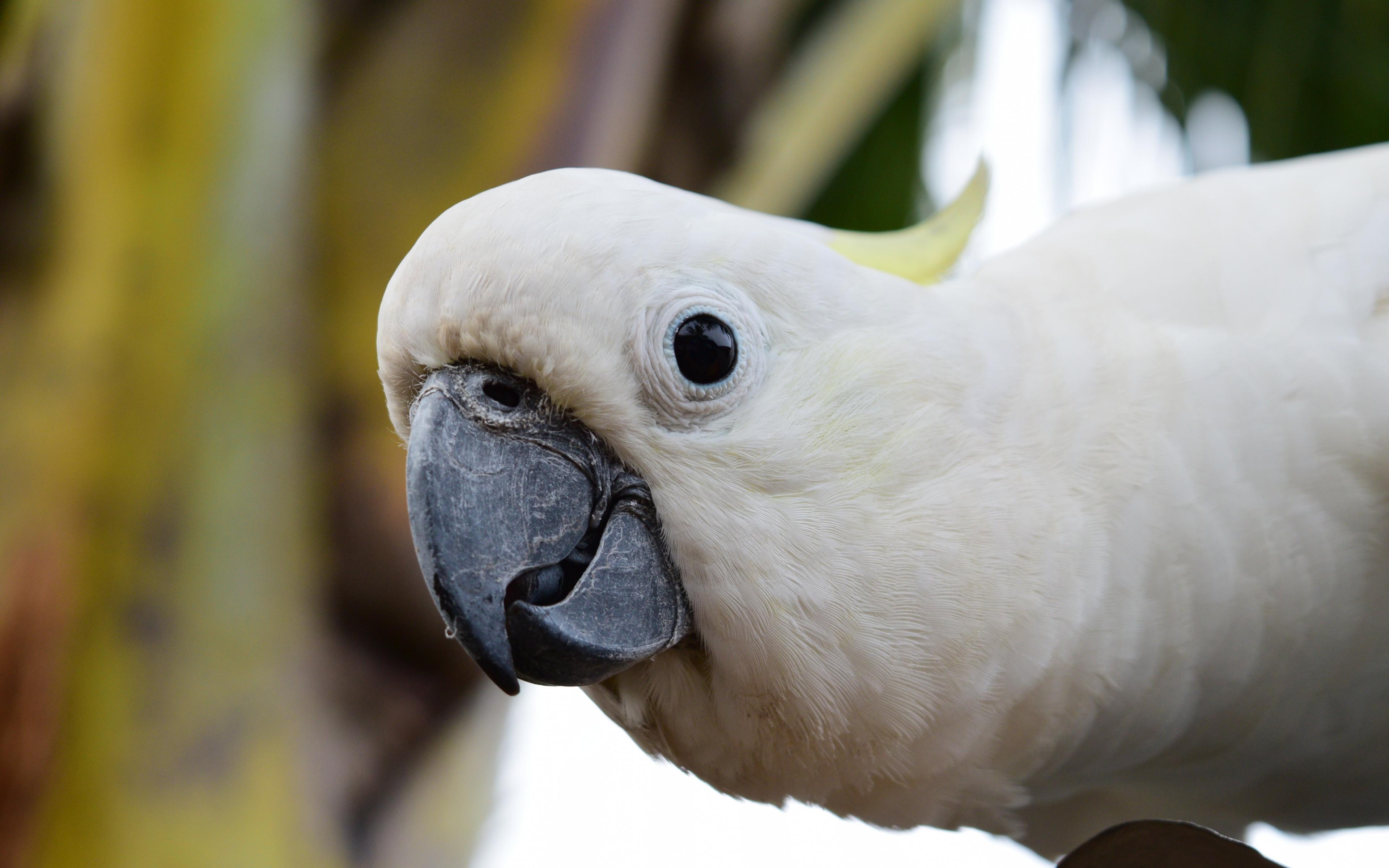 3840x2400 Desktop Wallpaper White Parrot, Cockatoo, Bird, Beak, HD Image, Picture, Background, 2qo51w
