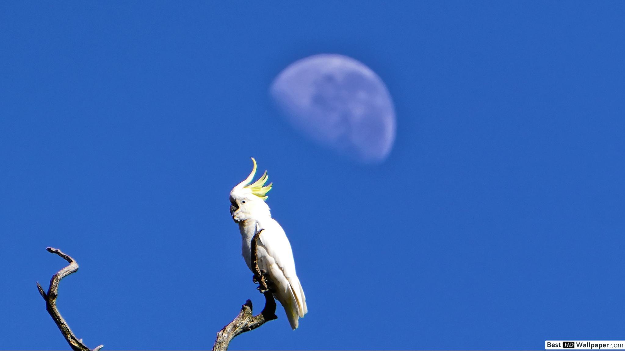 2048x1152 Cockatoo Moon HD wallpaper download