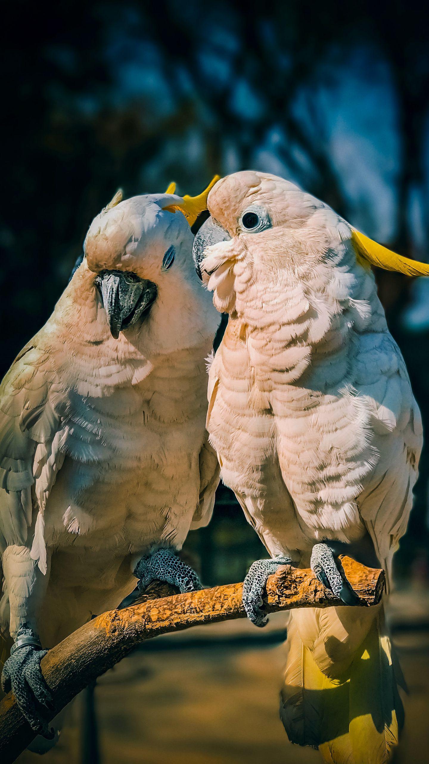 1440x2560 Download wallpaper 1440x2560 cockatoo, parrots, love, birds qhd samsung galaxy s s edge, note, lg g4 HD background