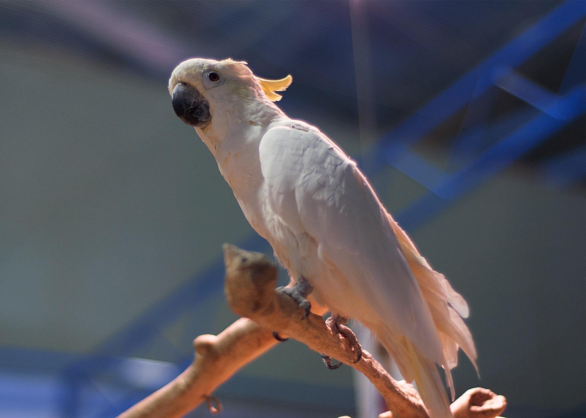 1920x1370 Cockatoo Bird Wallpaper HD for Android