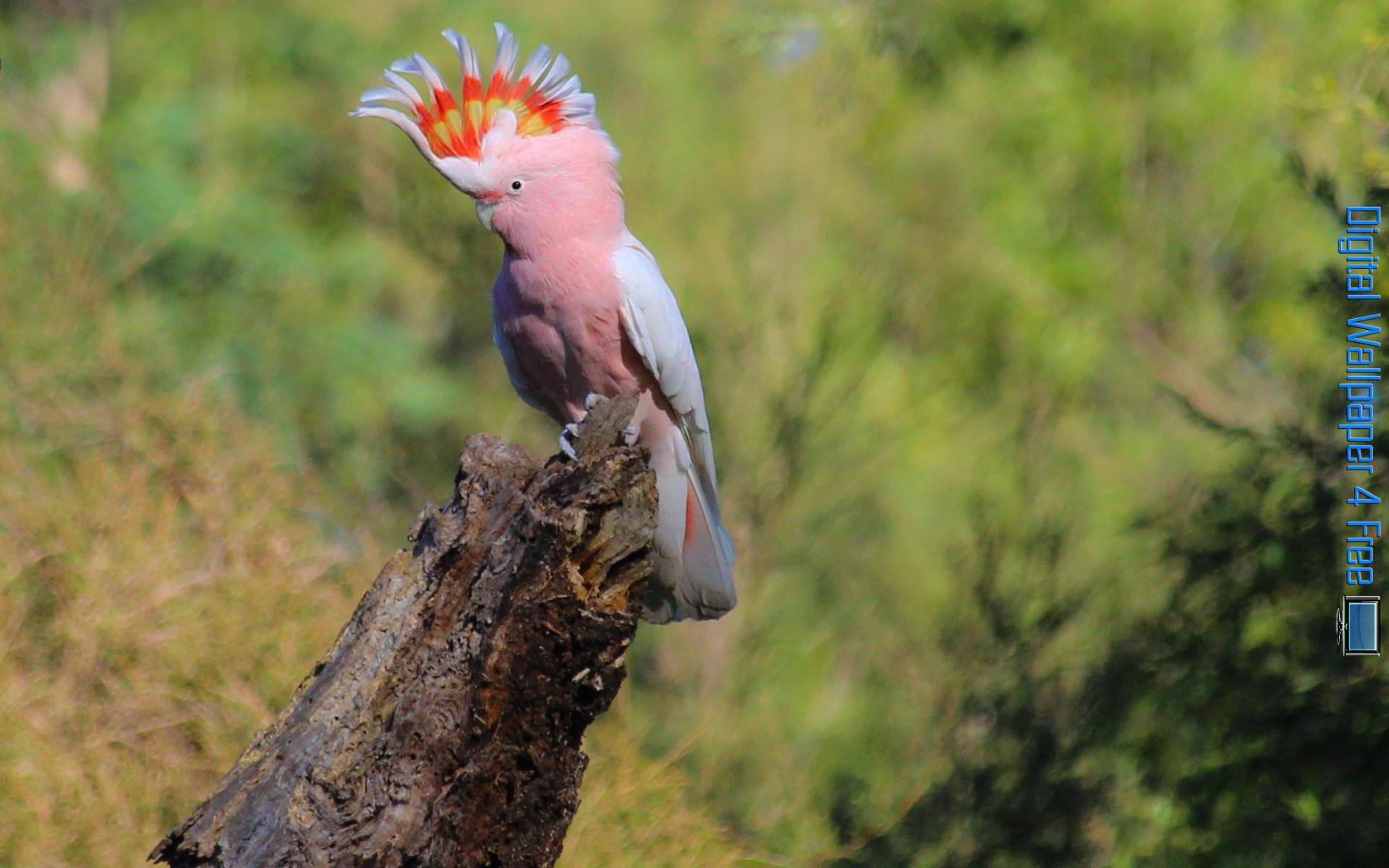 1920x1200 Cockatoo Wallpaper HD Wallpaper