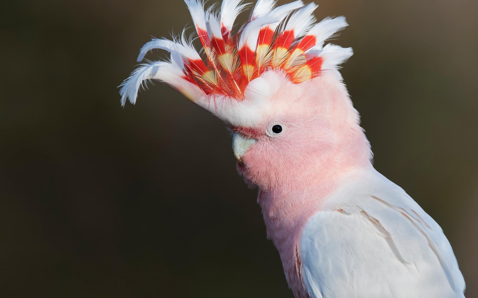 1920x1200 Download wallpaper Leadbeaters cockatoo, Major Mitchells cockatoo, pink parrot, beautiful bird, pink cockatoo for desktop with resolution 1920x1200. High Quality HD picture wallpaper