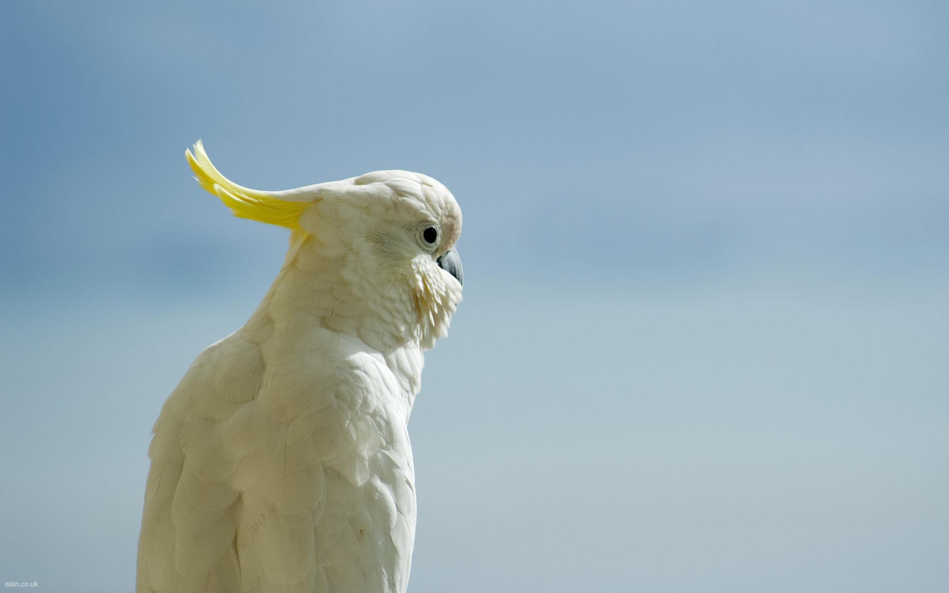 1920x1200 White Cockatoo Background Wallpaper