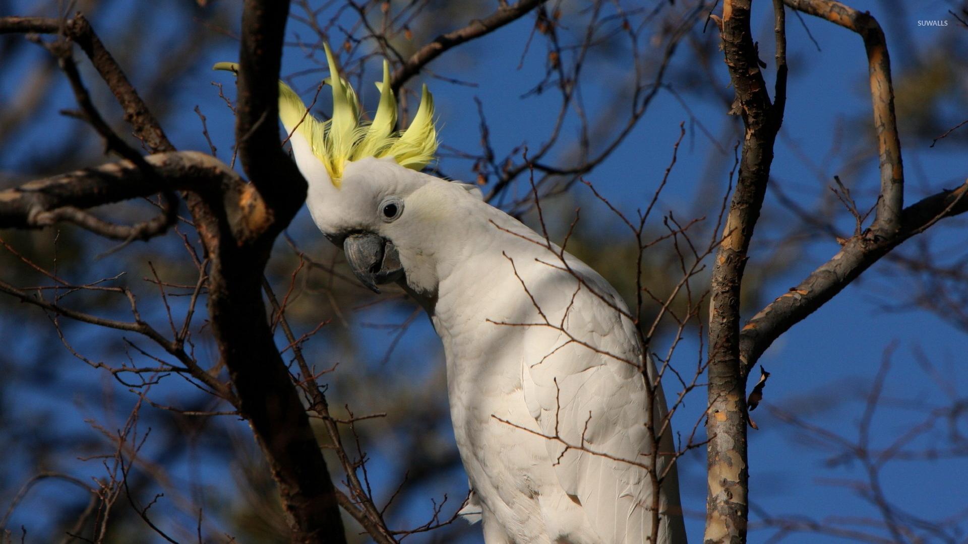 1920x1080 Sulphur Crested Cockatoo Wallpaper Wallpaper