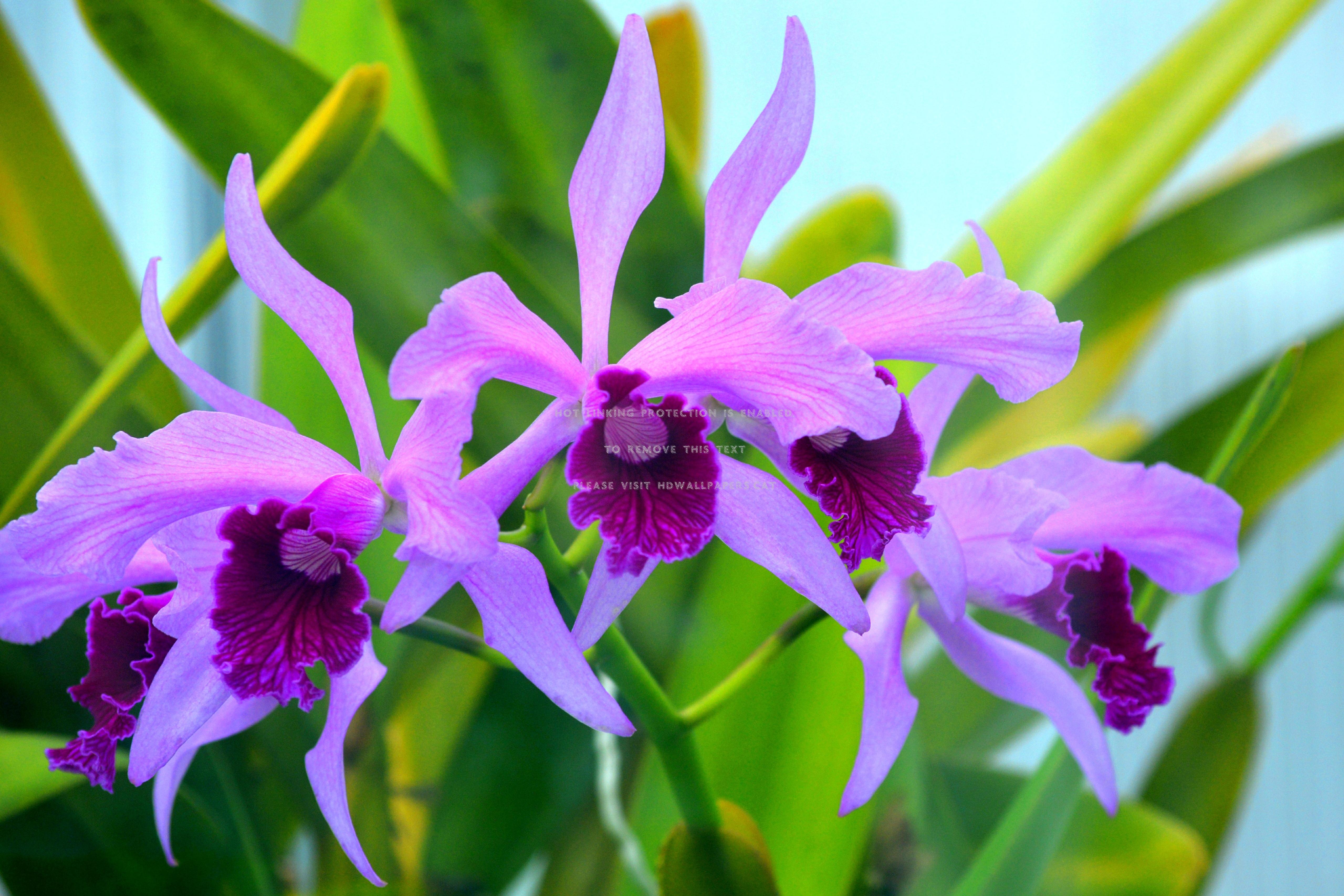 5119x3413 april showers bring may flowers nature