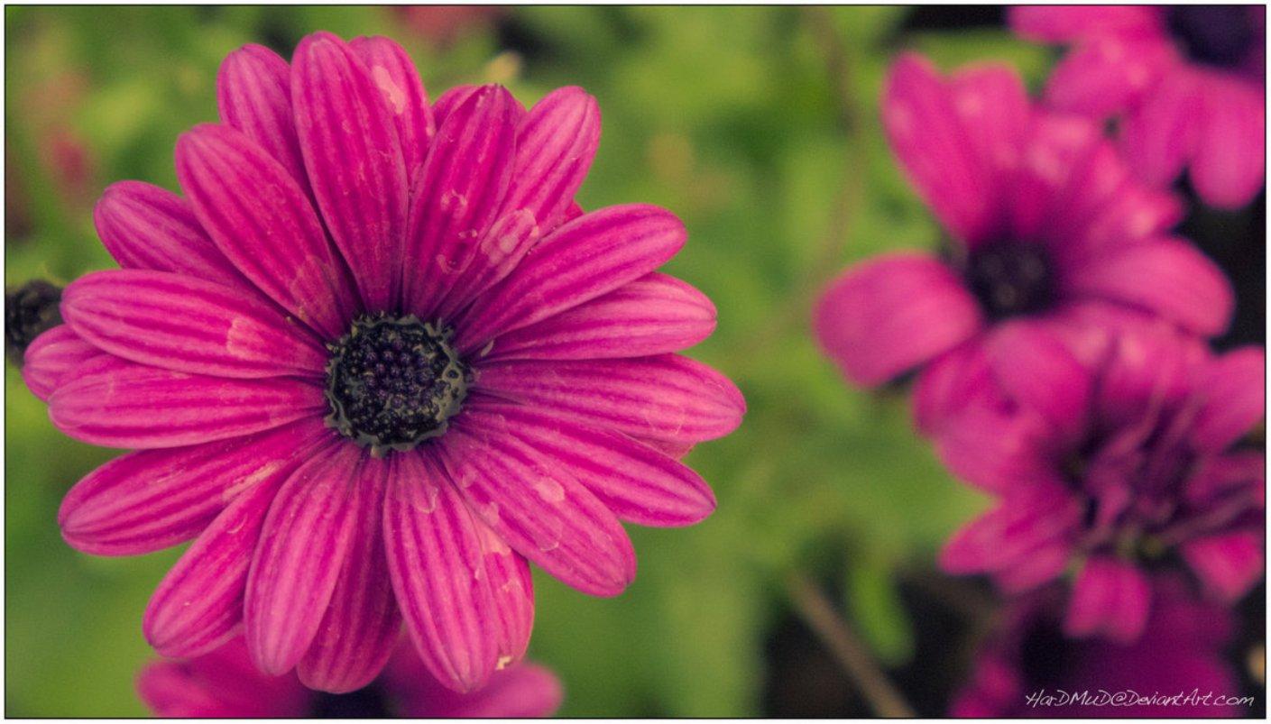 1409x803 Free download April Showers bring May flowers wallpaper ForWallpapercom [1409x803] for your Desktop, Mobile & Tablet. Explore April Flowers Desktop Wallpaper. Google Image Flowers Wallpaper, Free Spring Flowers Desktop