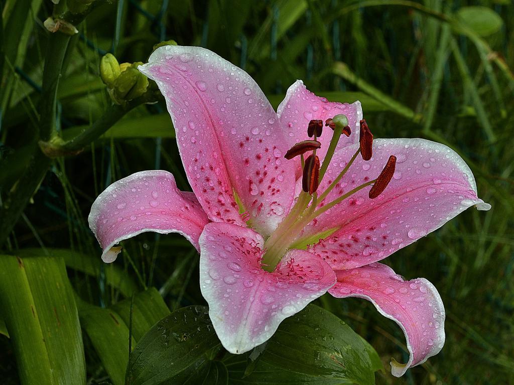 1024x768 U April Showers Bring May Flowers