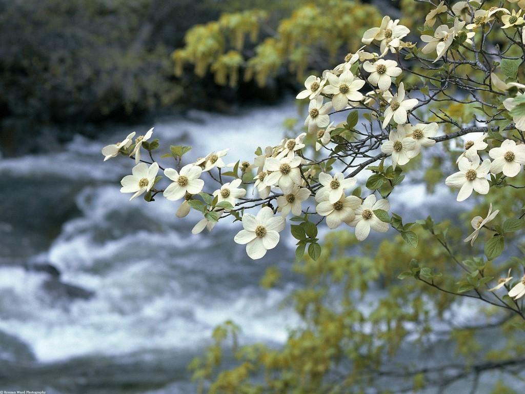 1024x768 April Showers Bring May Flowers Choice KnoxvilleCPR Choice Knoxville