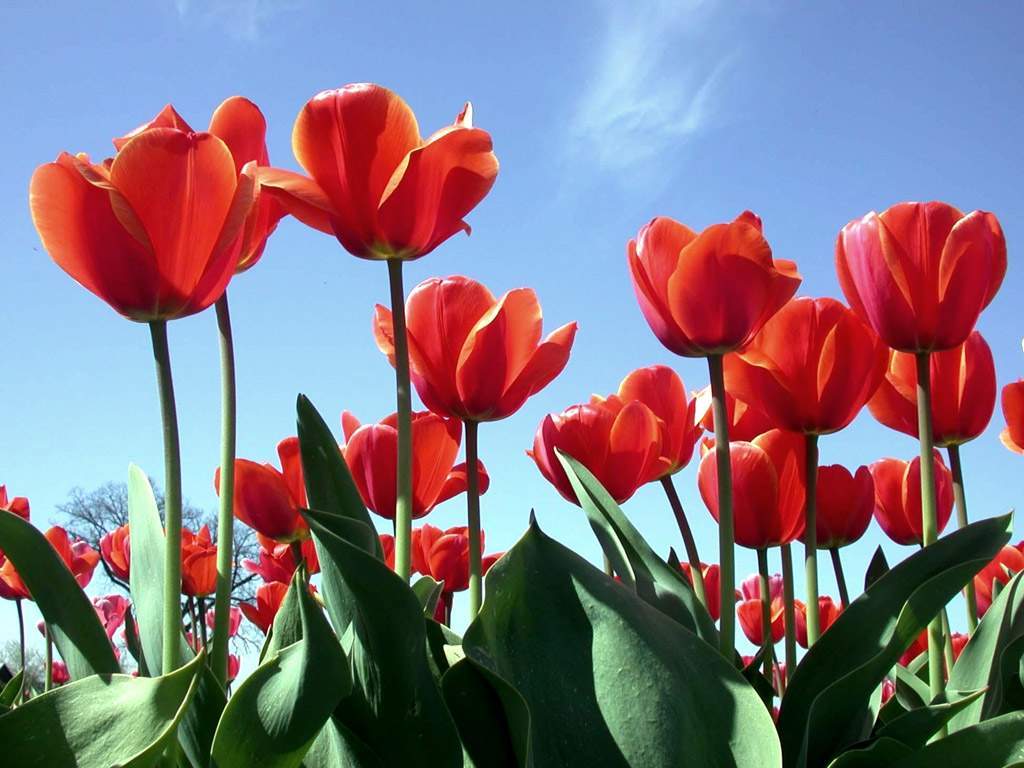 1024x768 April showers bring May flowers. Heartland Baptist Fellowship