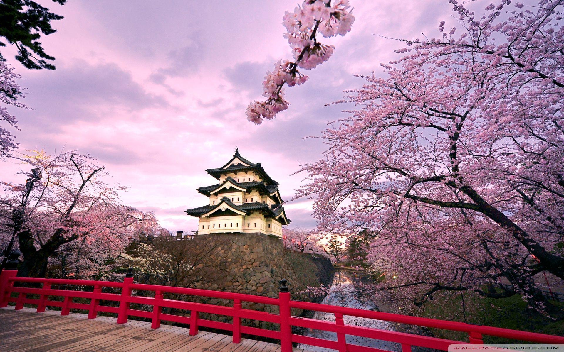 Download The blooming beauty of the Japanese cherry tree Wallpaper |  Wallpapers.com