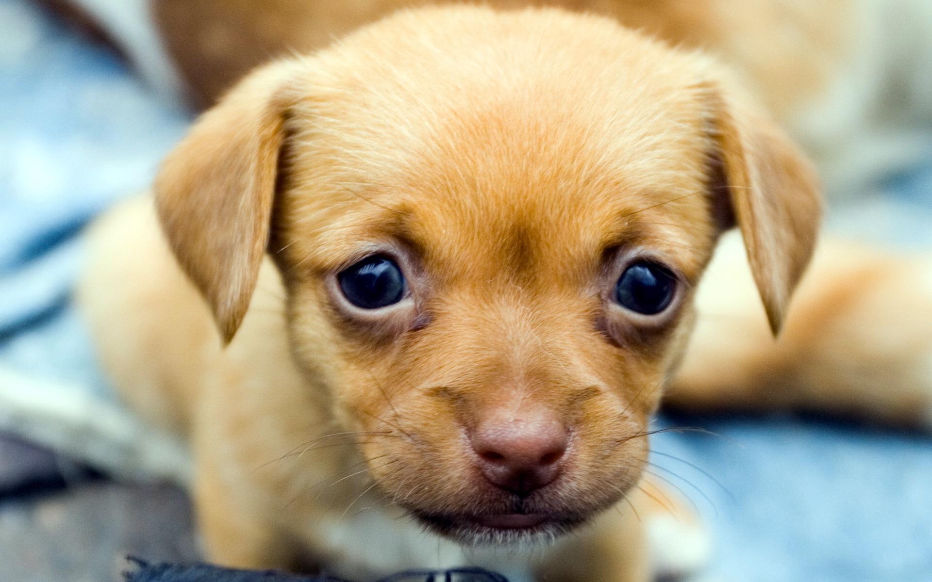 1920x1200 Cute Puppies Awesome Photo