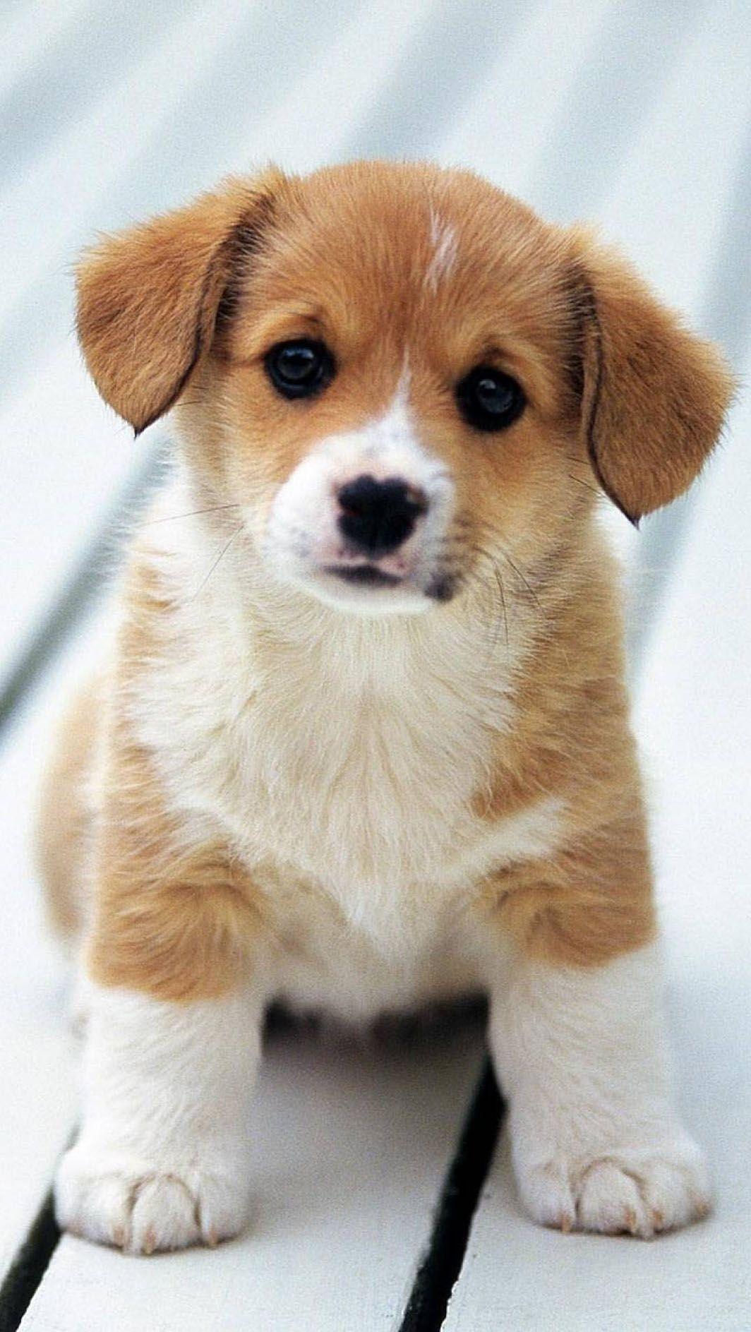 1064x1887 Innocent Puppy HD Wallpaper Download In Link. Cute dogs, Cute animals, Cute animal videos