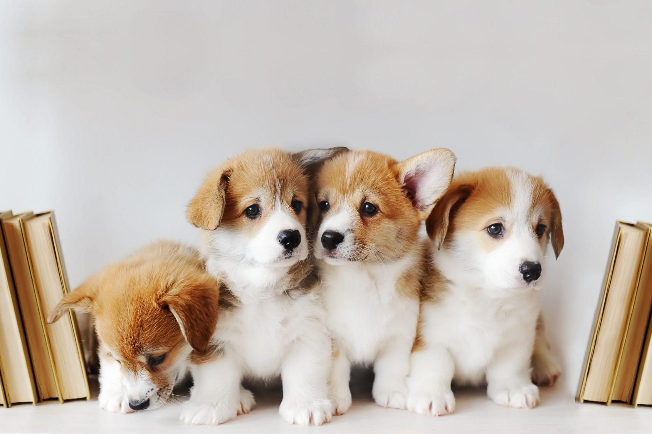 2220x1478 Cute Puppy Picture That You Need to See