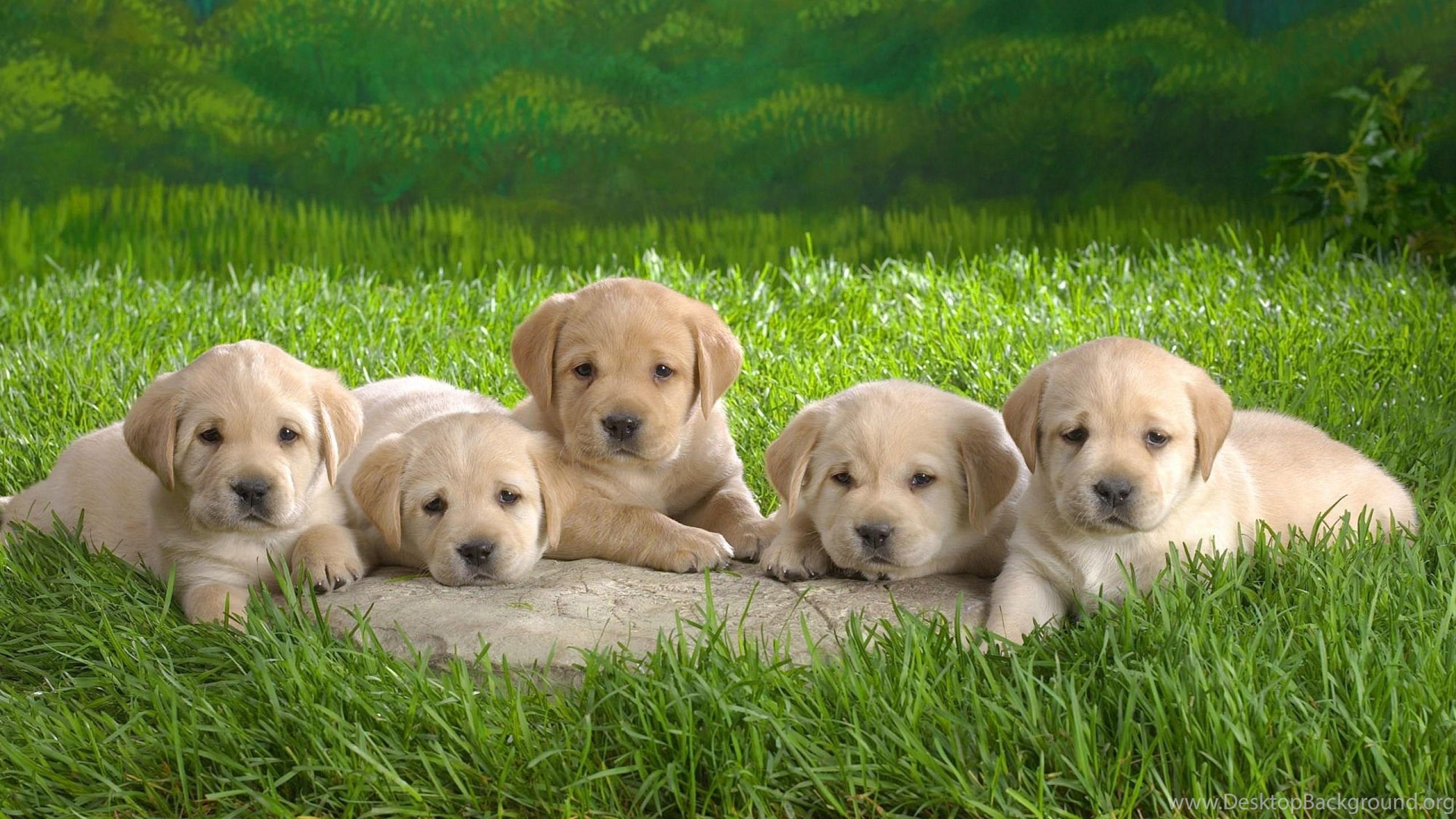 2560x1440 Super Cute Puppies Wallpaper Image Desktop Background