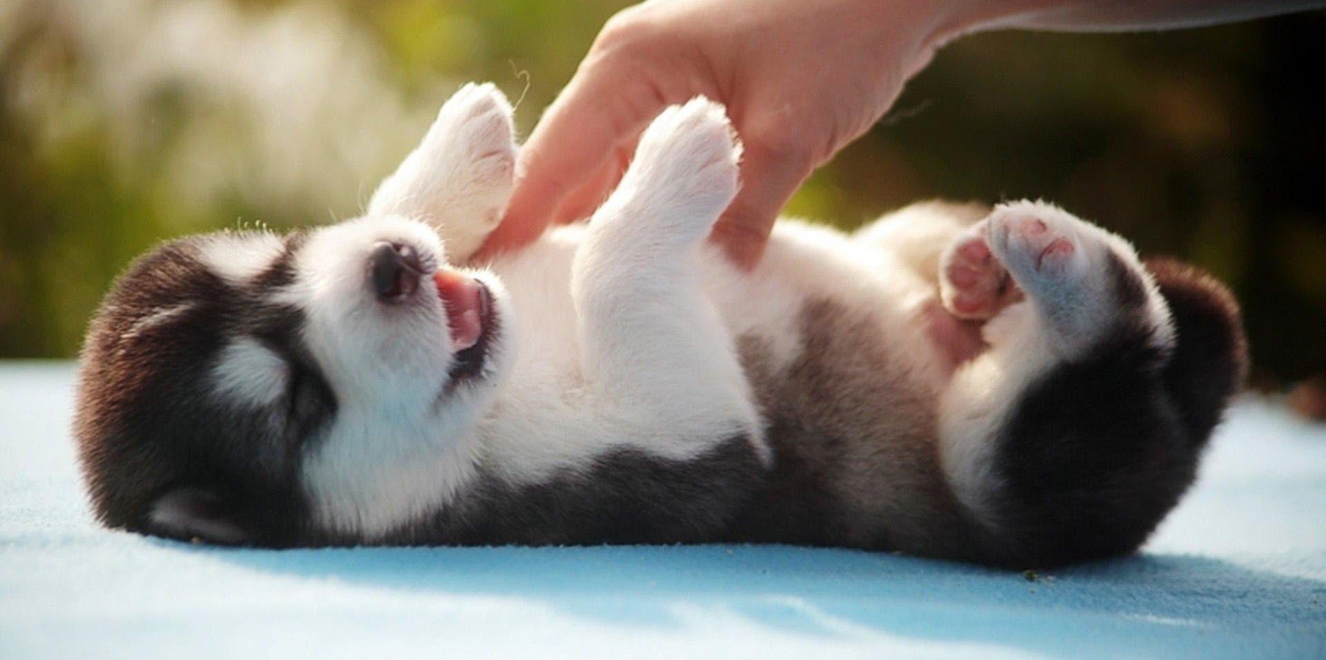1920x956 adorable puppies Puppies Photo