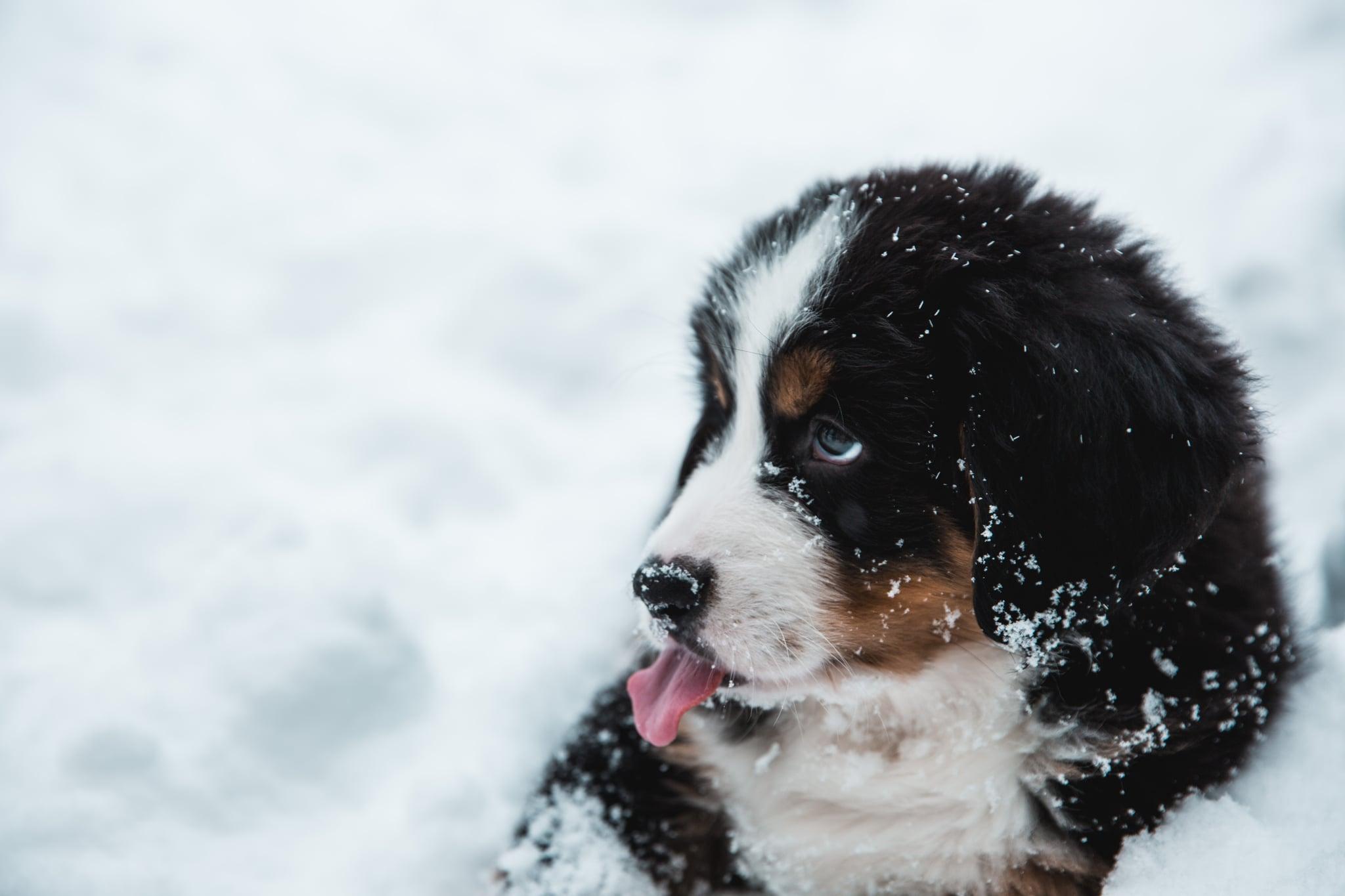 2048x1365 Cute Picture of Puppies
