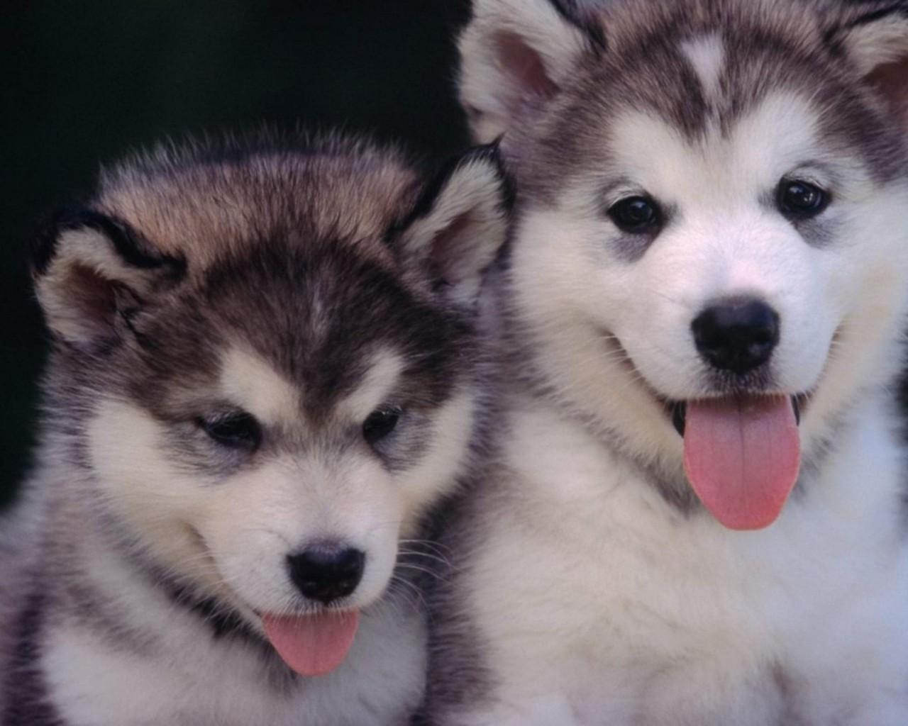 1280x1024 Alaskan Malamute Puppy HD Wallpaper
