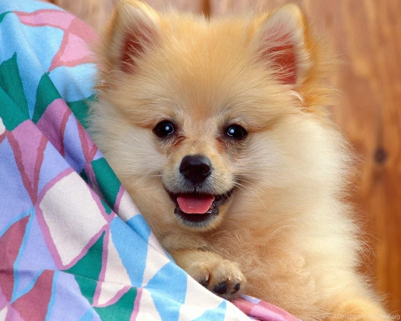 1280x1024 Super Cute Puppies Wallpaper Wallpaper. Desktop Background