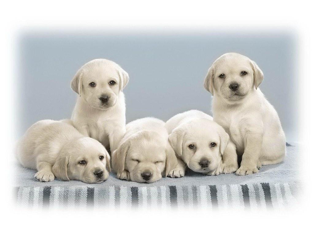 1024x768 Download Dog HD Wallpaper. Super Cute Puppy and dog HD Wal