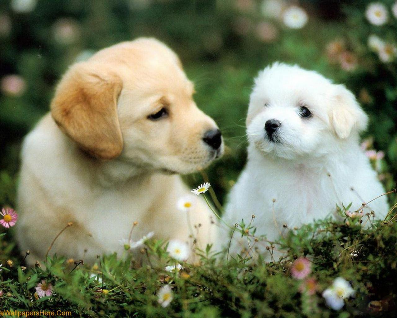 1280x1024 Free download wallpaper cute dogs and puppies wallpaper cute puppies wallpaper cute [1600x1200] for your Desktop, Mobile & Tablet. Explore Free Cute Puppy Wallpaper. Cute Puppy Wallpaper, Puppy Wallpaper