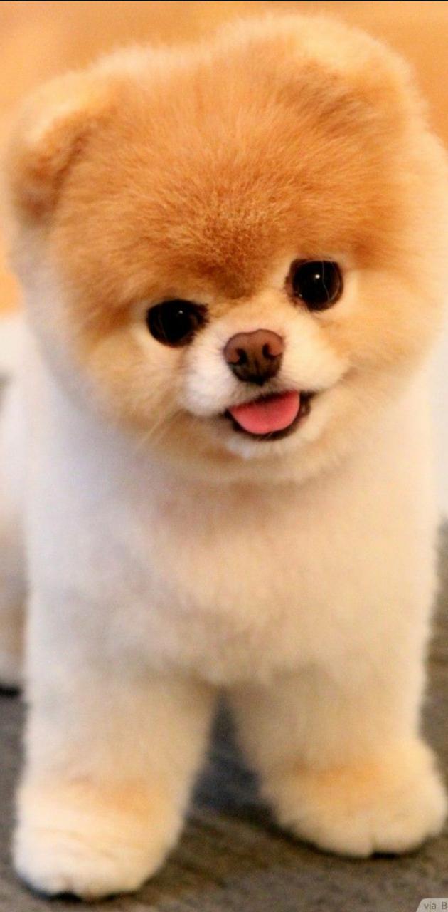 630x1280 super cute puppy wallpaper