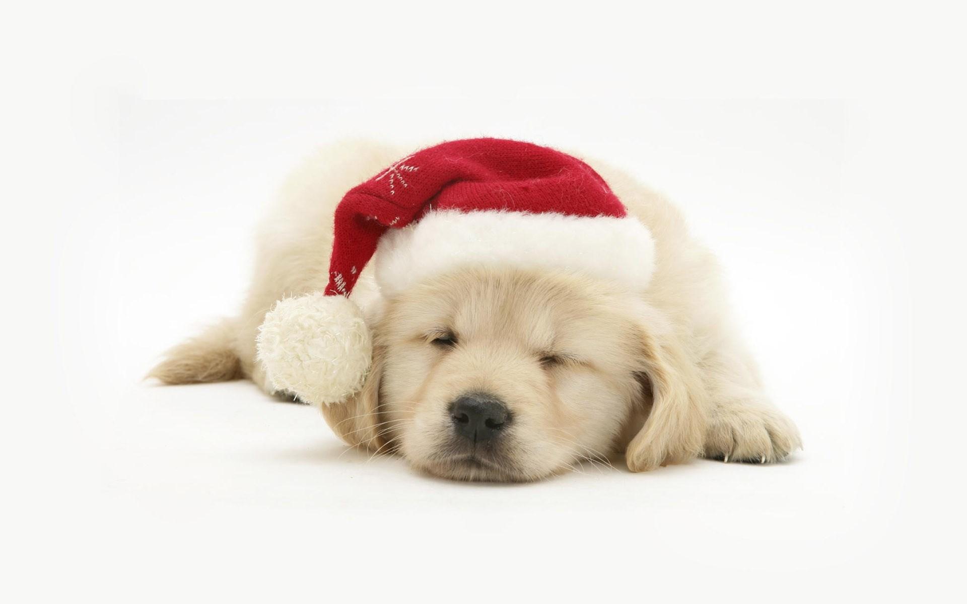 1920x1200 puppy wallpaper free download