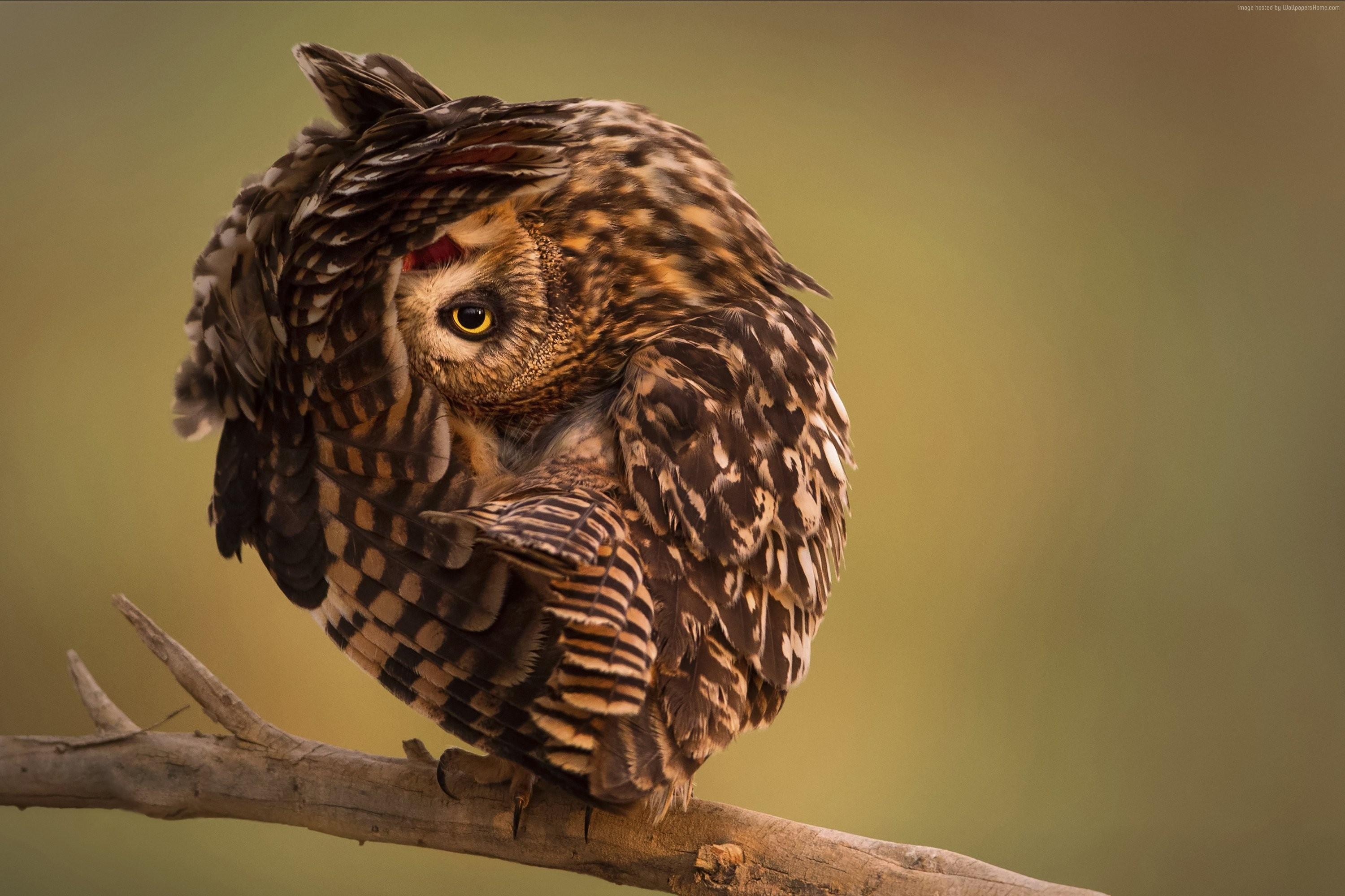 3000x2000 #HD wallpaper, #Funny, #Owl, #National Geographic, k. Mocah HD Wallpaper