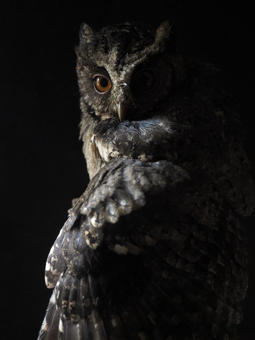 1000x1333 Owl Drawing Picture. Download Free Image