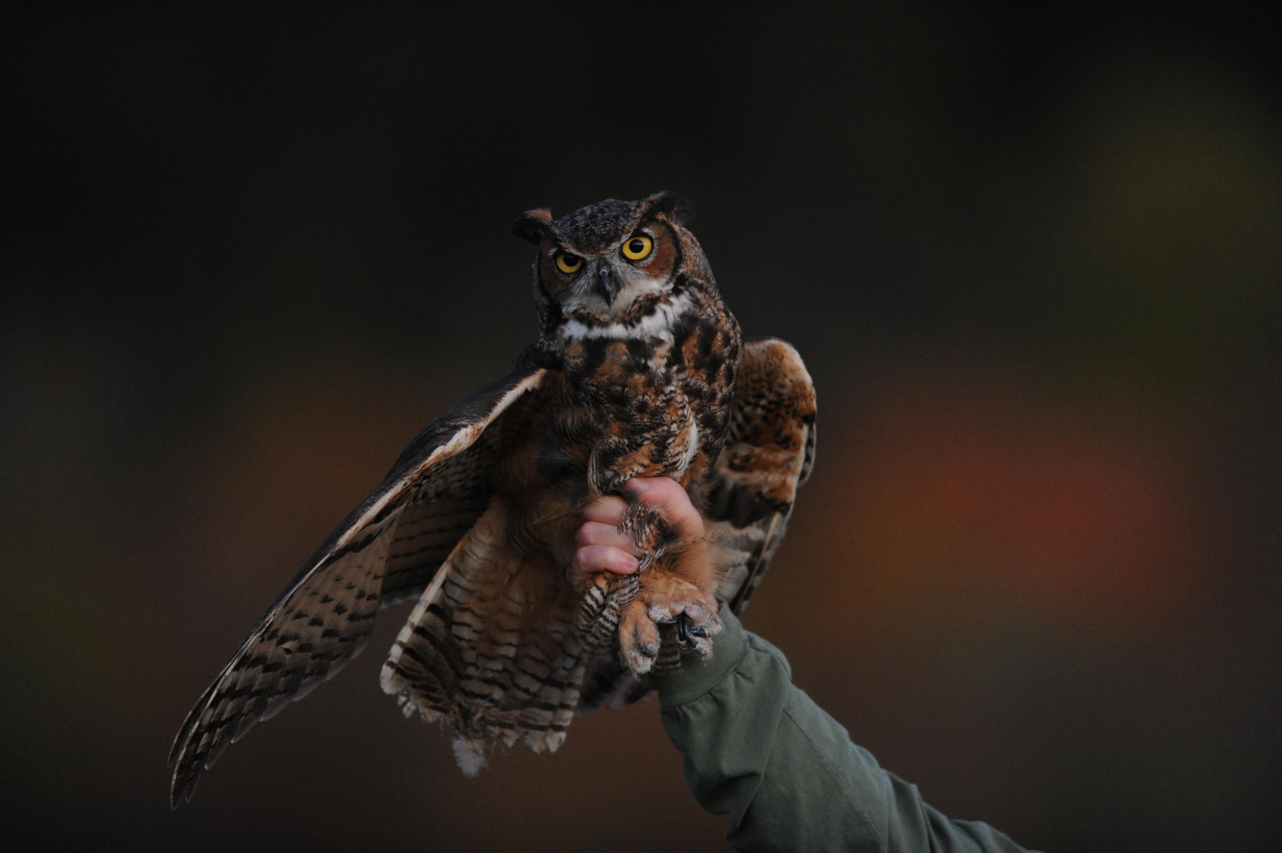 4256x2832 4256x2832 #bird, #feather, #Free image, #wise, #feet, #scene, #hand, #holding, #wild, #face, #avian, #wild bird, #sleeve, #beak, #wing, #wisodom, #finger, #plumage, #preditor, #owl, #man. Mocah HD Wallpaper