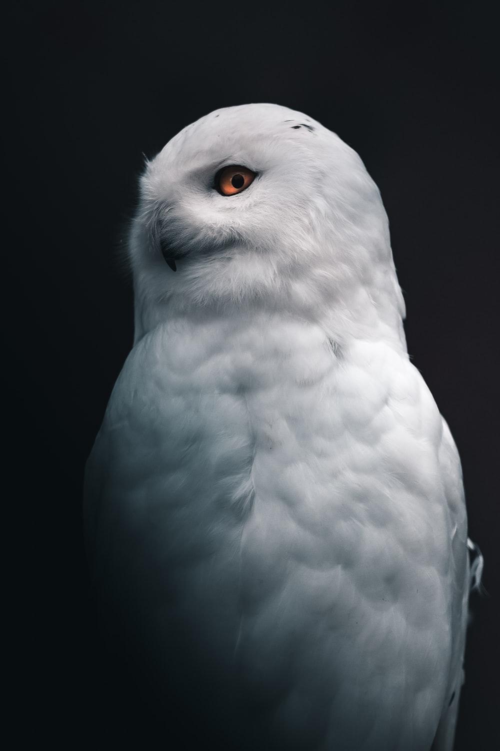 1000x1500 Owl Eyes Picture. Download Free Image