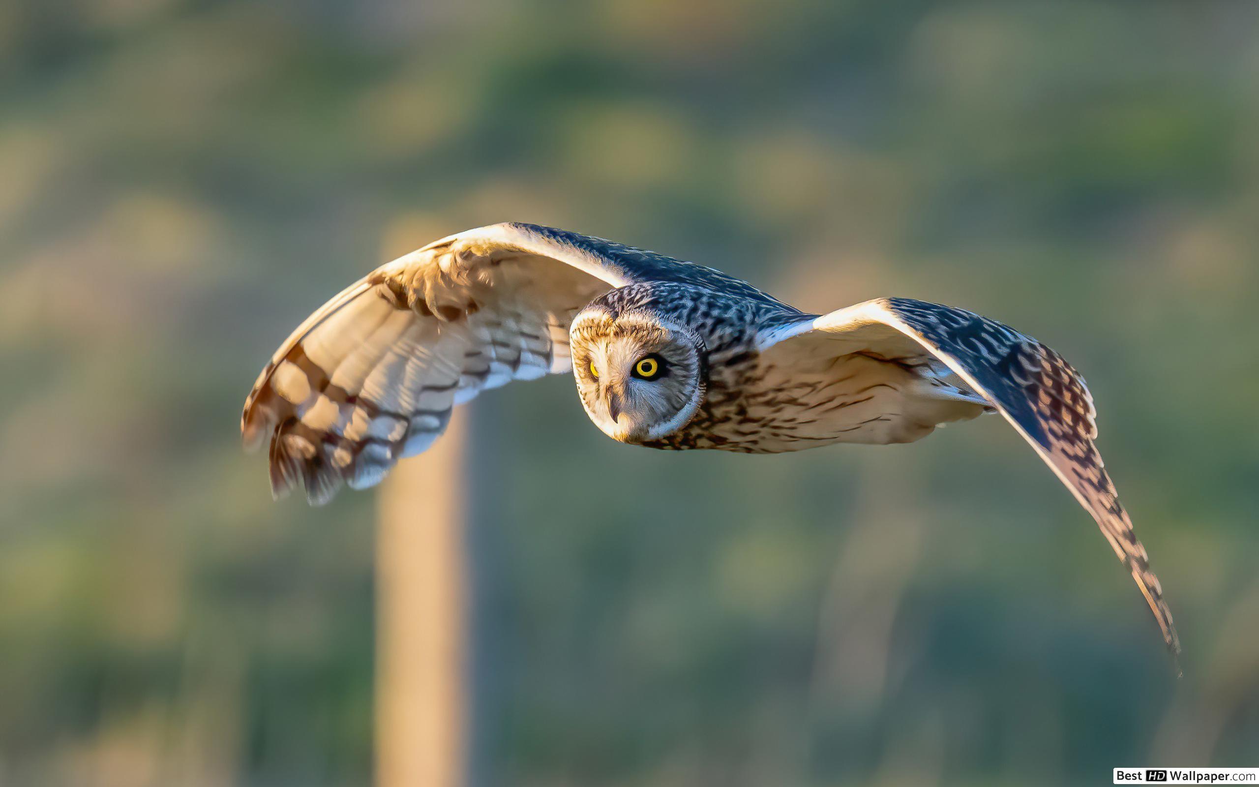 2560x1600 Flying owl HD wallpaper download