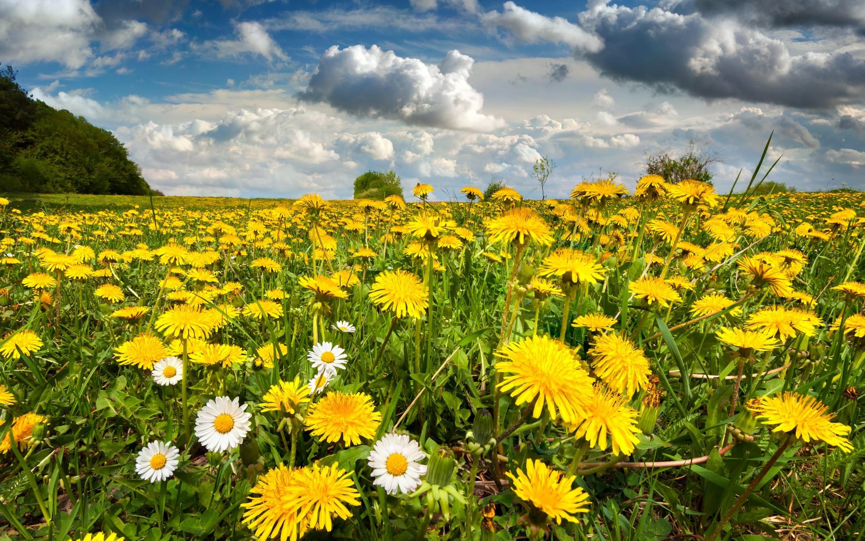 Dandelion Field Wallpapers Top Free Dandelion Field Backgrounds