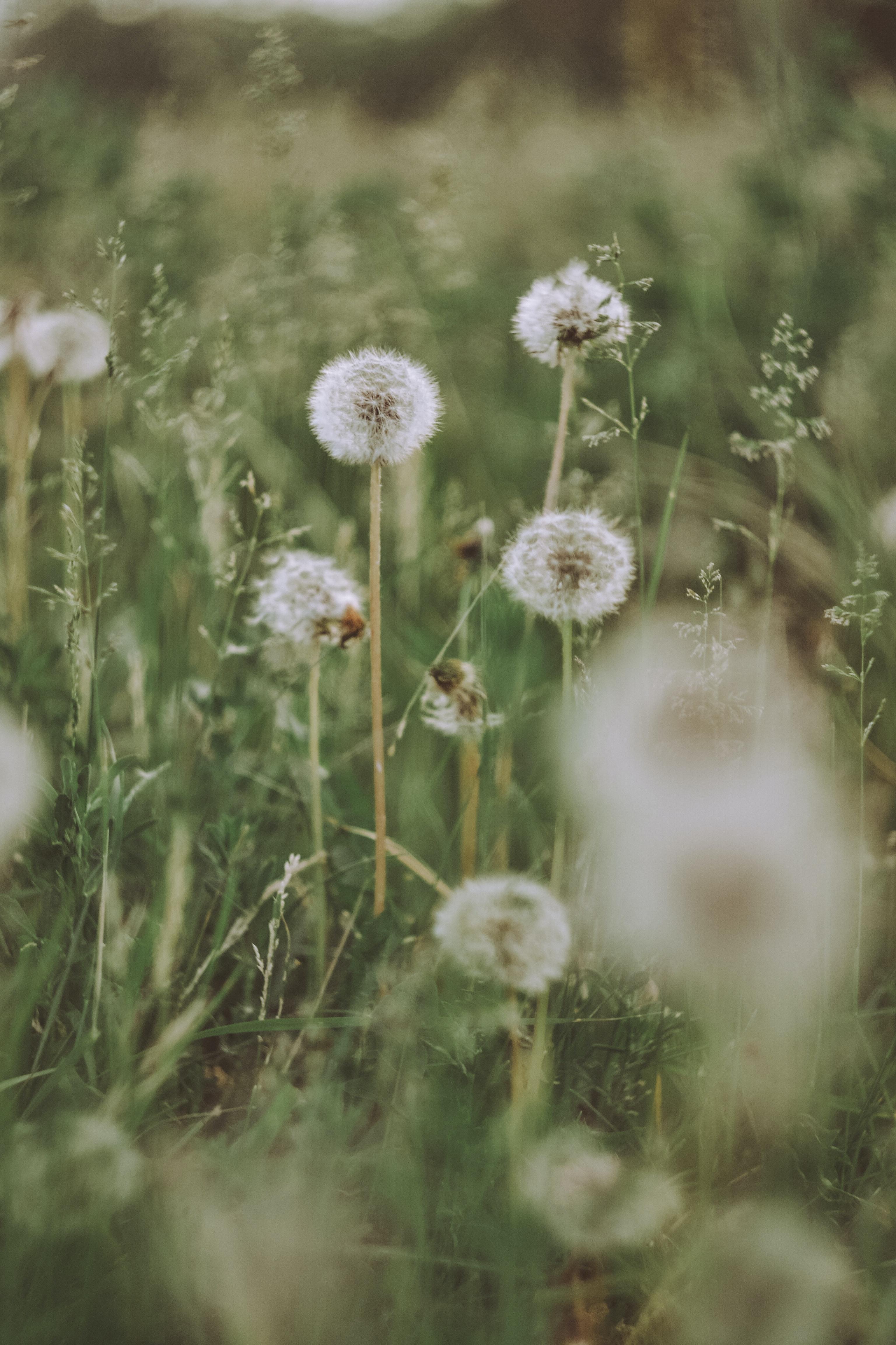 3072x4608 White Dandelion Field · Free
