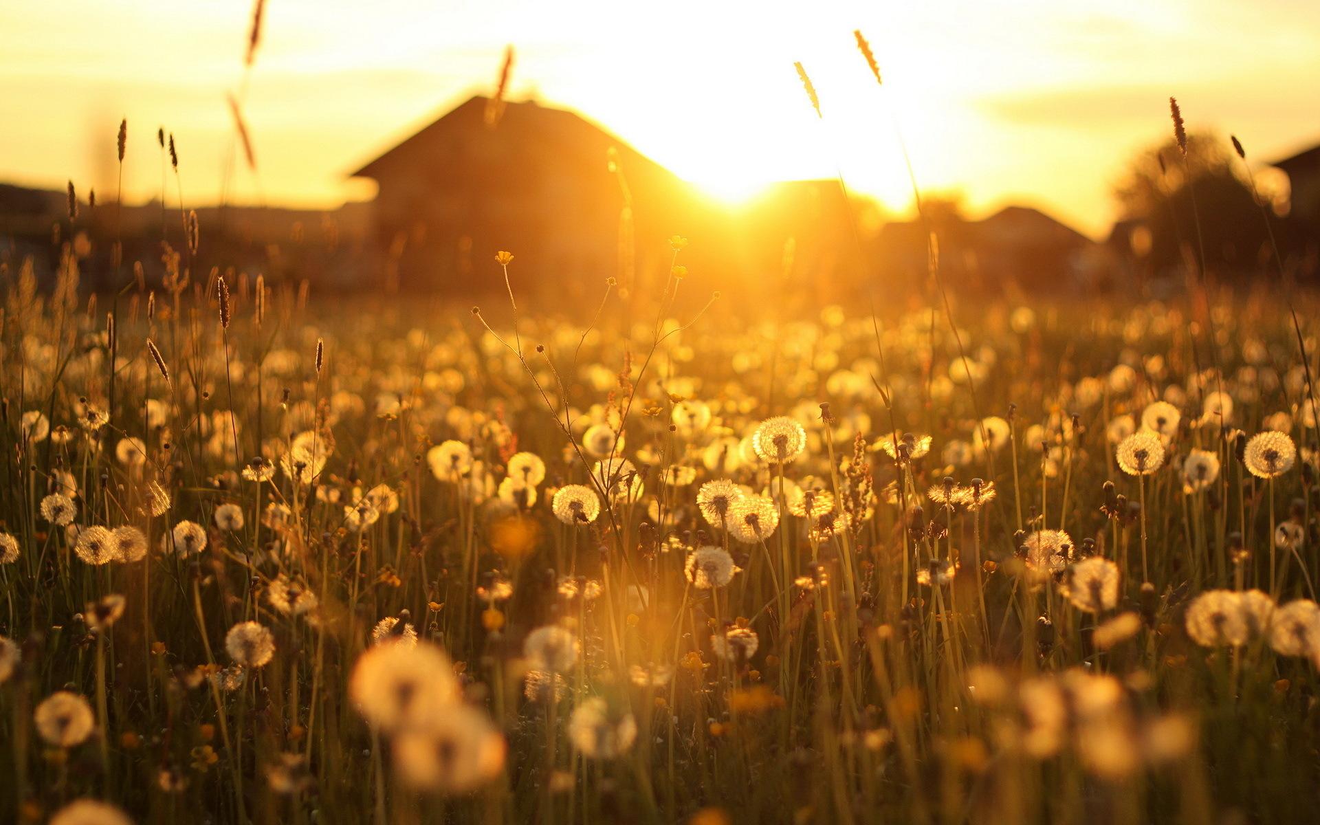 1920x1200 Dandelion Field Sunset