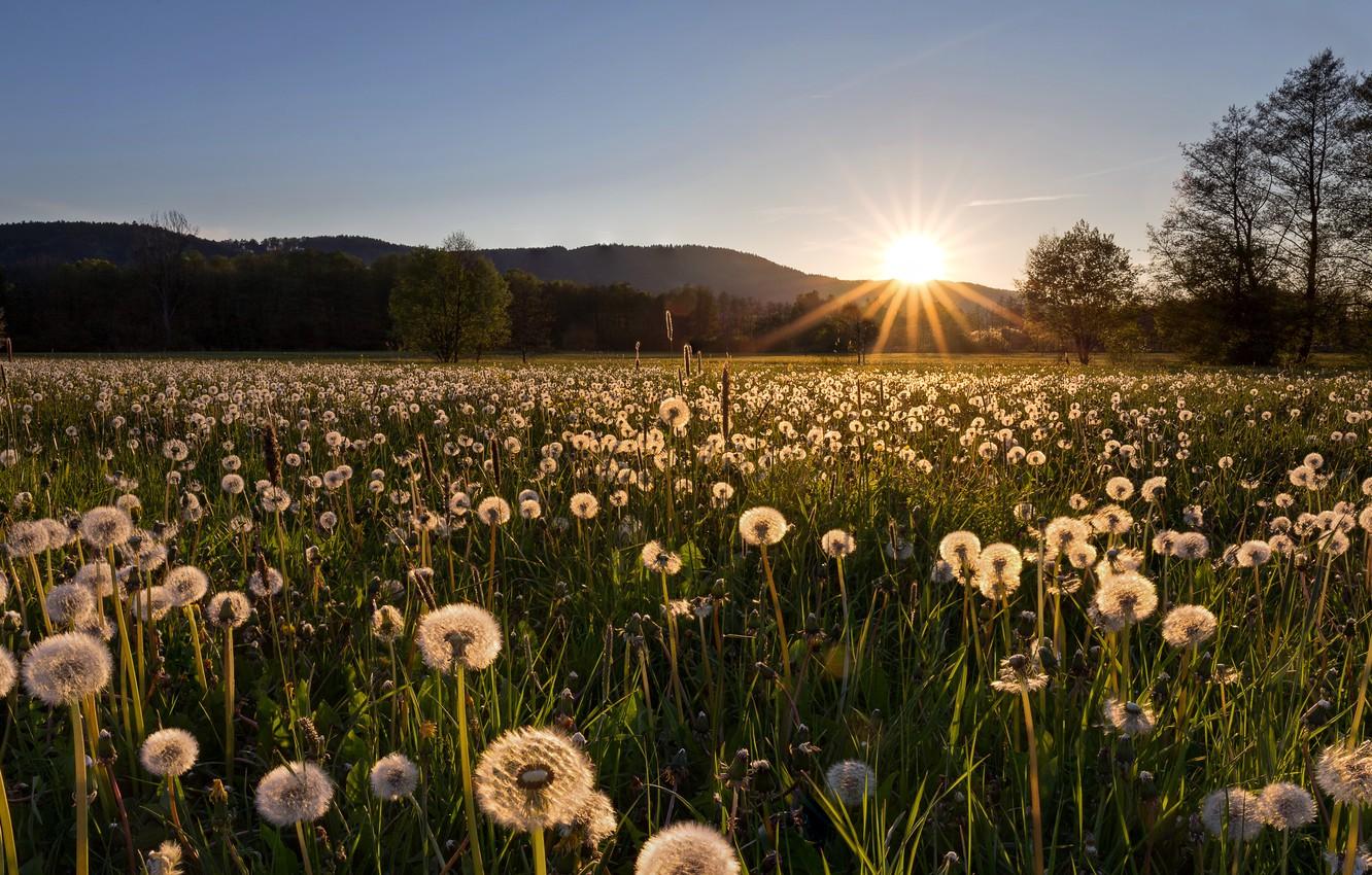 1332x850 Wallpaper field, morning, dandelions image for desktop, section пейзажи