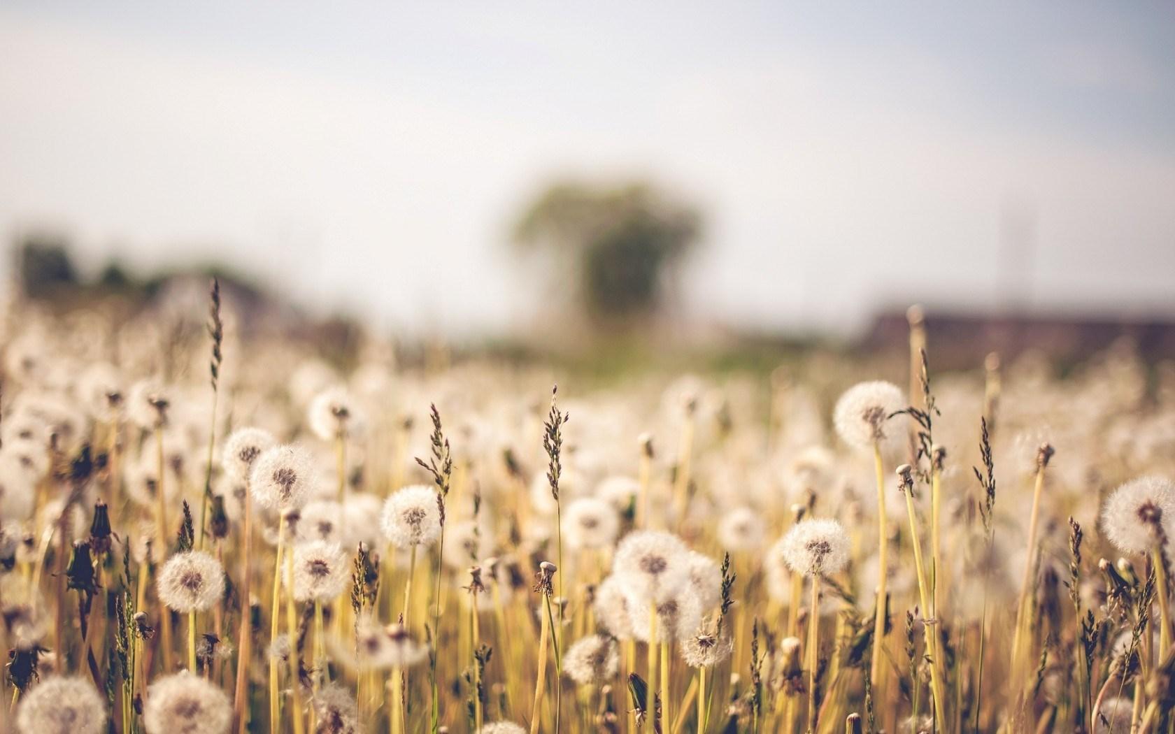 1680x1050 Macro Field Dandelion Plants Flowers Hd Wallpaper