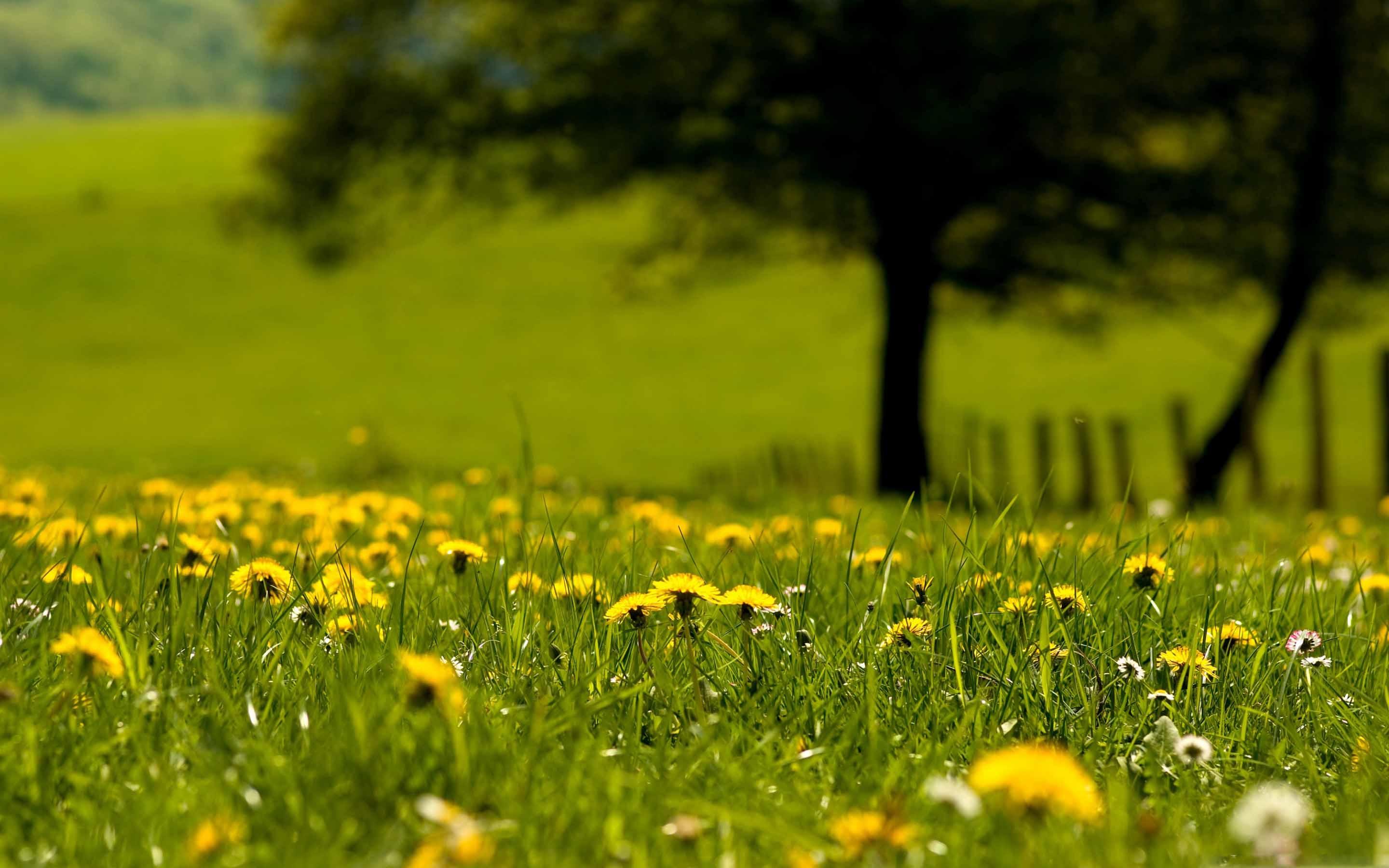 2880x1800 Yellow Dandelion Field Mac Wallpaper Download