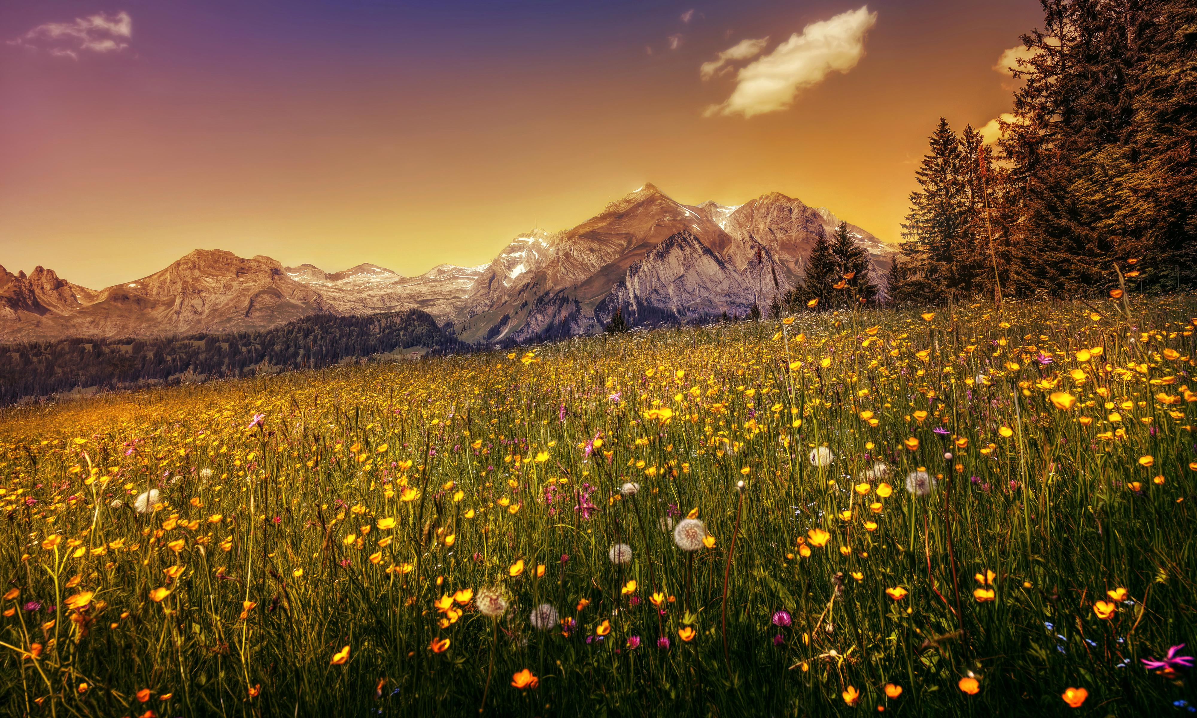4000x2400 #Buttercup field, #Dandelion flowers, K, #Mountains. Mocah HD Wallpaper