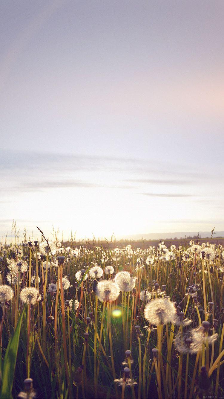 750x1334 Dandelion Field Wallpaper iPhone HD Wallpaper