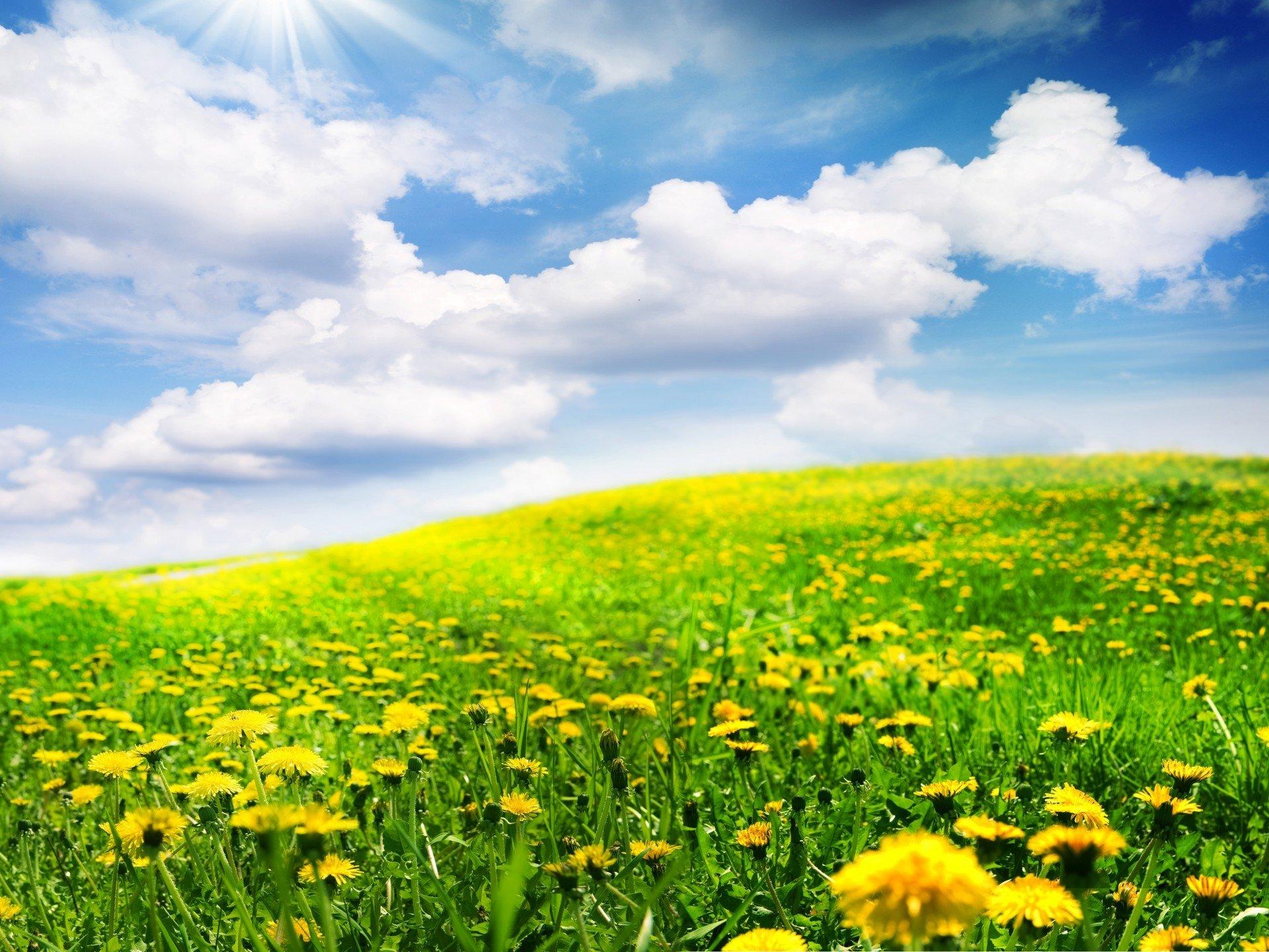 Dandelion Field Wallpapers - Top Free Dandelion Field Backgrounds ...