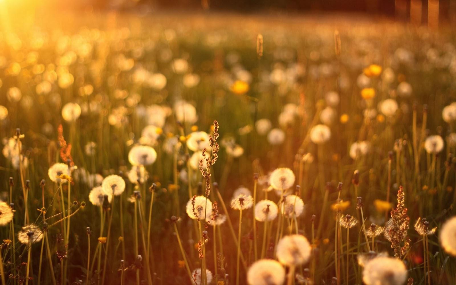 1600x1000 Free 3D Wallpaper Download: Dandelions In A Field Wallpaper
