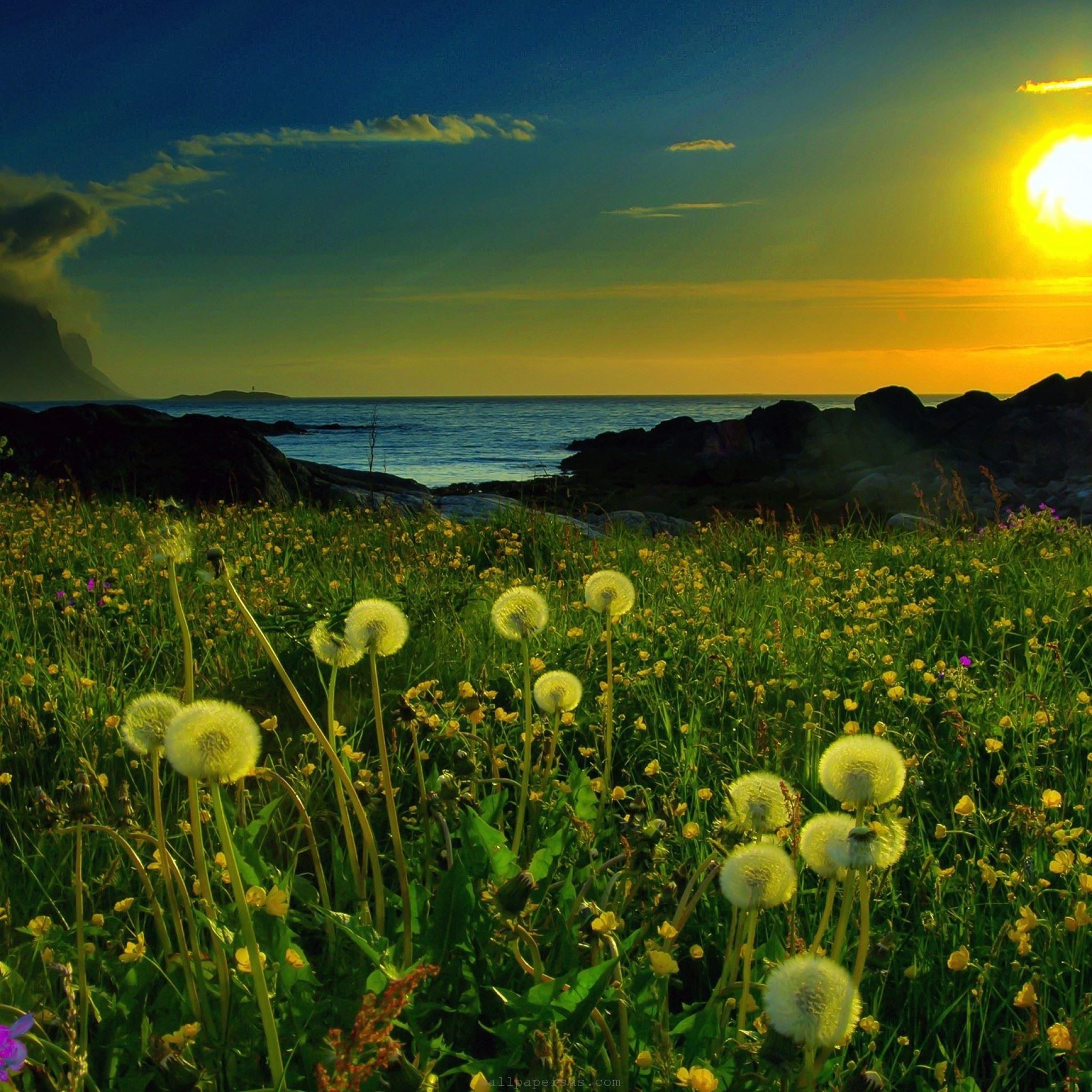 2048x2048 Dandelion Field At Sunset iPad Air Wallpaper Free Download