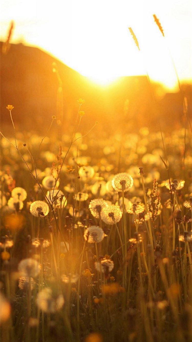 750x1334 Nature Dandelion Sunlight Field iPhone 8 Wallpaper Free Download