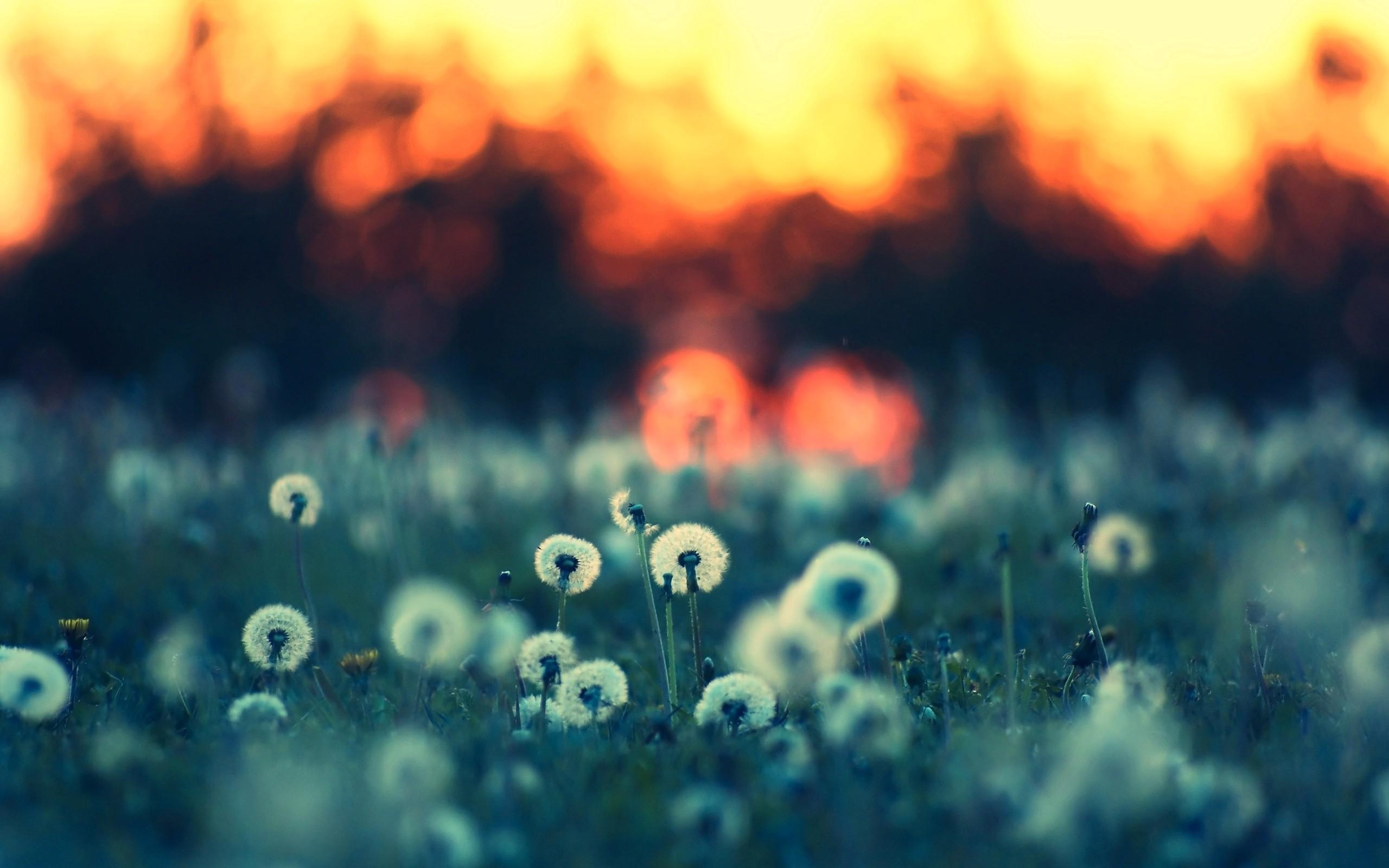 2560x1600 Desktop Wallpaper Dandelion Grass Field Close Up, HD Image, Picture, Background, Mqo T8